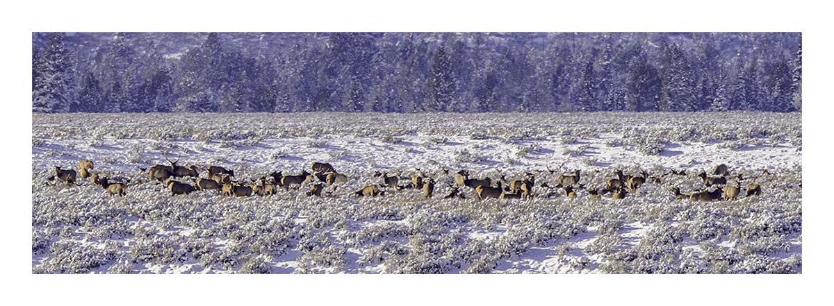 Brushbuck Wildlife Tour